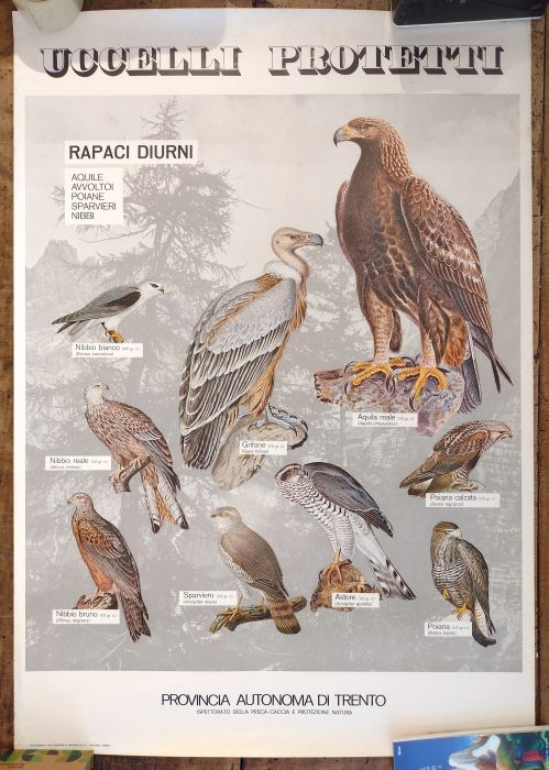 Uccelli protetti: Rapaci diurni: aquile, avvoltoi, poiane, sparvieri, nibbi.